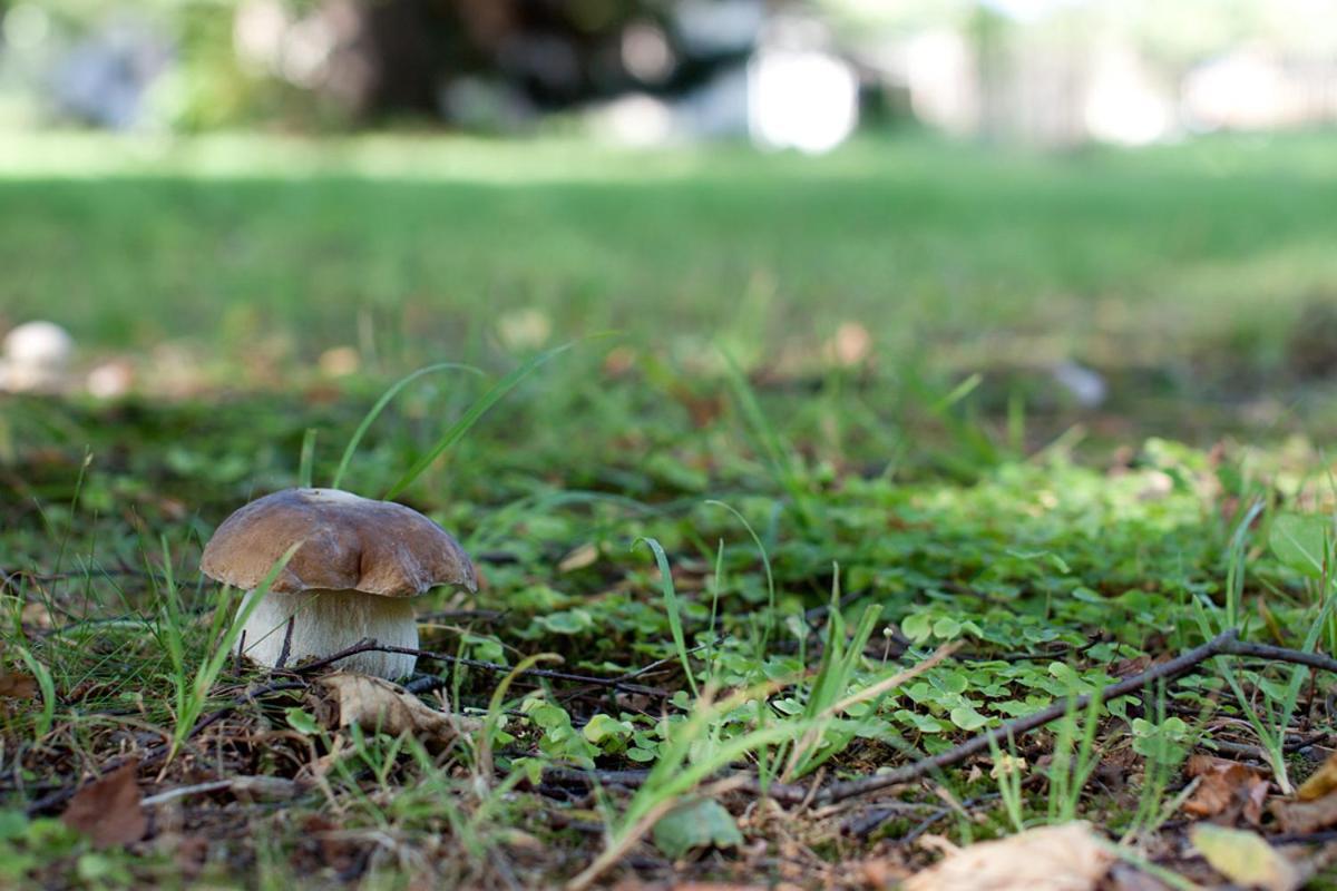 Rodinny Penzion U Wolfu Chrastava Exterior foto